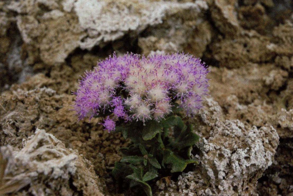 盐地风毛菊